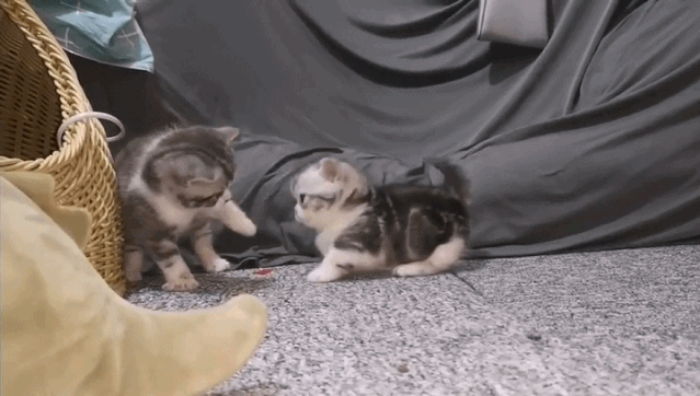 流水线作业,暹罗猫就是这么来的