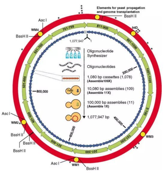 他以一人之力单挑6国科学家首创人造生命缔造生物界医学传奇