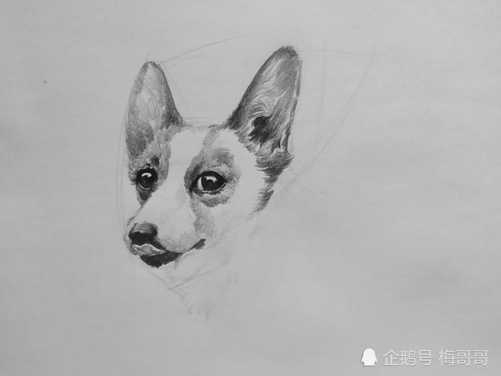 動物素描 | 一隻可愛的柯基狗狗素描繪畫_騰訊新聞