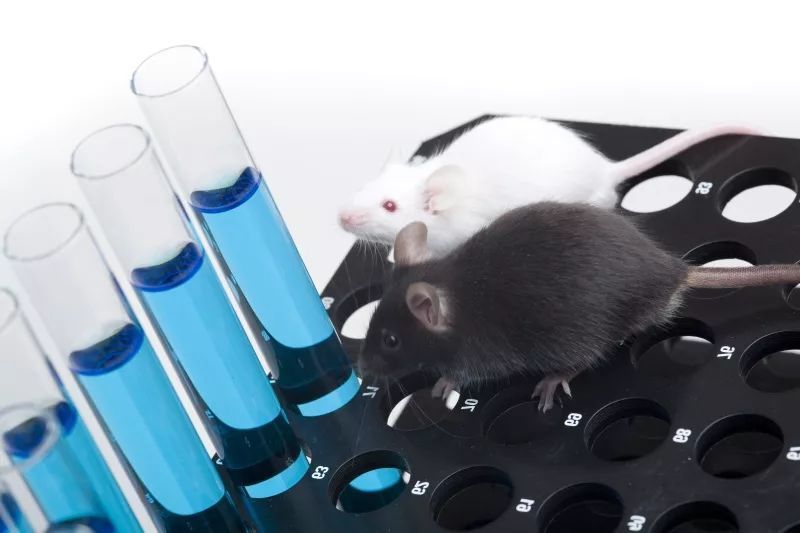 小白鼠经常被用于做实验居然是因为这个,小编都脸红了