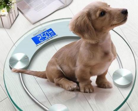 狗宝宝成了 星期狗 或是犬细小病毒的祸 日常如何预防犬细小 腾讯新闻