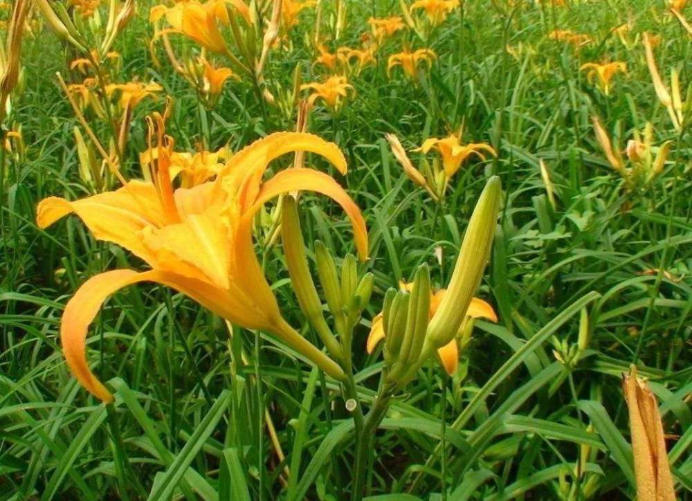 黄花菜冬天冻死了,来年春天还会发芽生长吗?你知道吗?