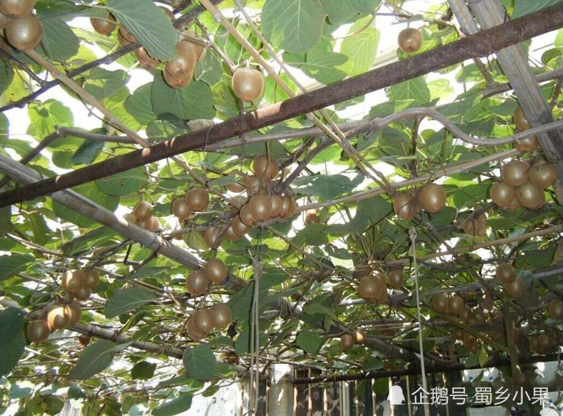 猕猴桃的三种搭架方式介绍!选对架式,可助你早日种植猕猴桃丰产