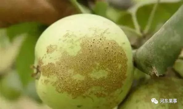 影响果点和锈斑发育的因素,如何改善果面外观