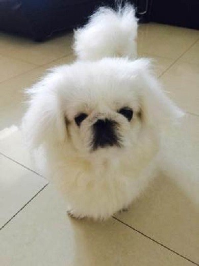 京巴犬那相当丰富的表情 宛如行走的表情包 腾讯新闻