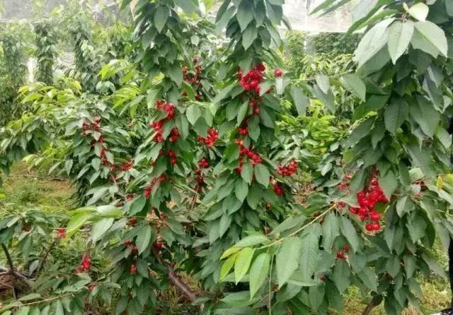 大樱桃ufo树形在生产上的应用