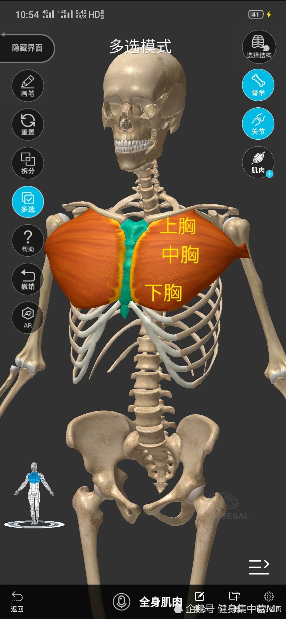 胸肌训练解剖 掌握最核心的知识第一期 腾讯新闻