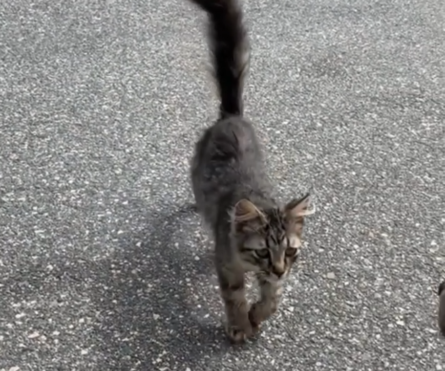 小猫三遇遛狗女孩 软萌性子深受女孩喜爱 带它回家却弃养了爱犬 腾讯新闻