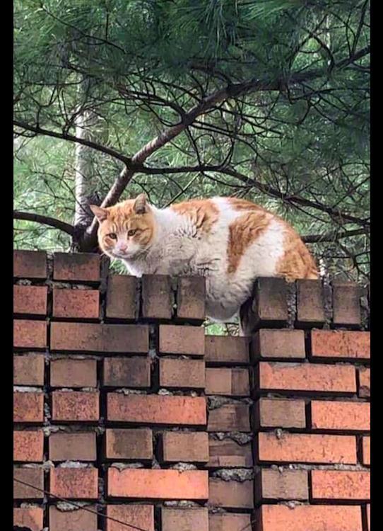 猫咪趴在墙头上睡觉,肚子上赘肉都陷进缝里了,猫:这叫凹凸有致