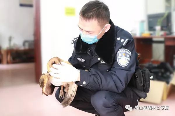 钦州:村民爱护野生动物,森警救助猴面鹰