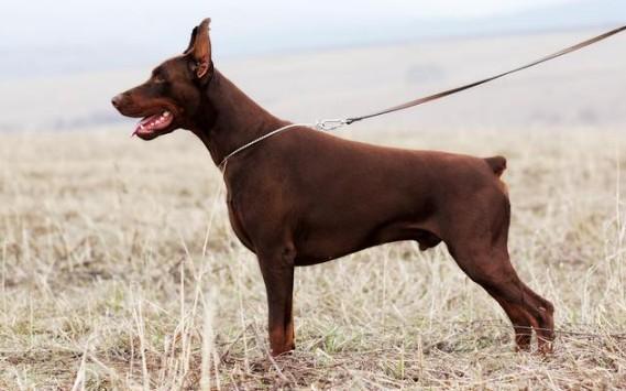 柯基并非天生无尾,而是被剪了!失去尾巴,平衡力变差还会遭狗嫌