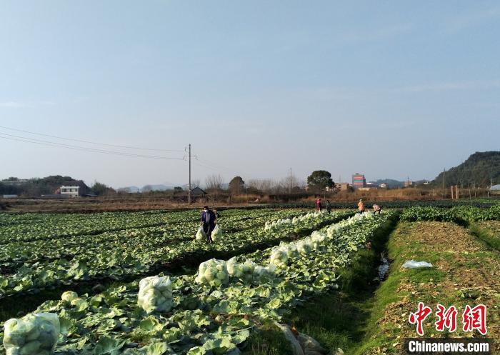 刘凤勇 摄 1月31日,位于湖南省衡东县新塘镇潭泊村的潭泊胜任果蔬