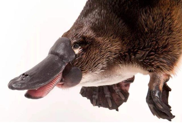 来自远古,进化低等的小怪兽:鸭嘴兽的秘密