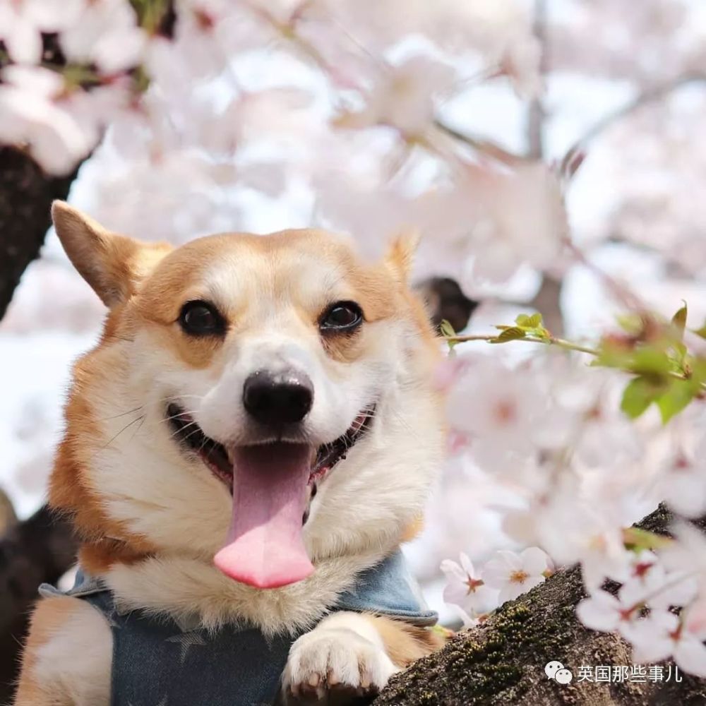 这只自带一万个表情包的小柯基萌中透着满满的沙雕