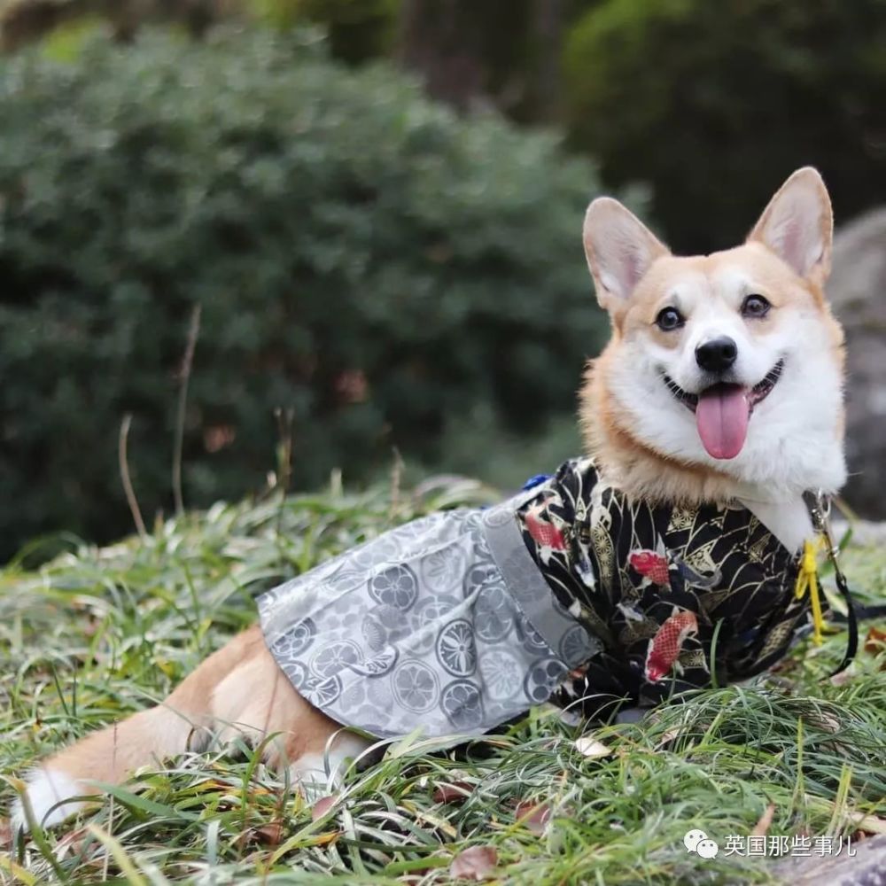 这只自带一万个表情包的小柯基萌中透着满满的沙雕