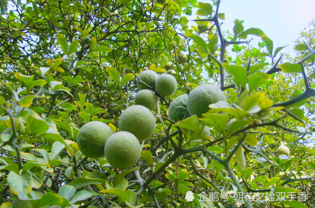 这种树木全身长满刺,农家人都很讨厌它,殊不知价值珍贵