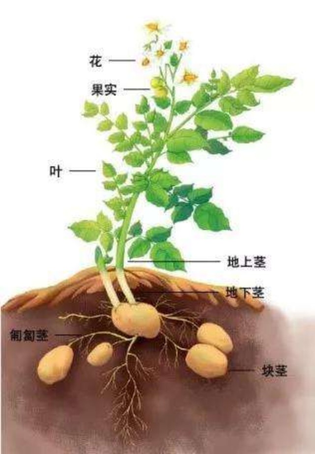 土豆發芽了真不能吃了?捨不得扔怎麼處理