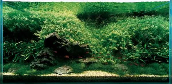 打造属于自己的草缸造景 腾讯新闻