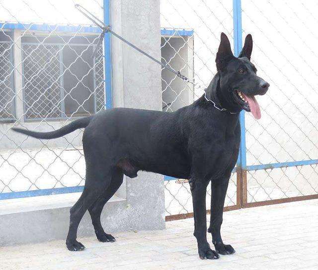 中国人的福星恶鬼克星,中国辟邪招财神兽,看家就选国产黑狼犬