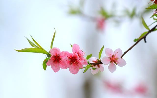 2月,桃花上上签!3星座正缘敲门,真爱来袭,脱单在即!