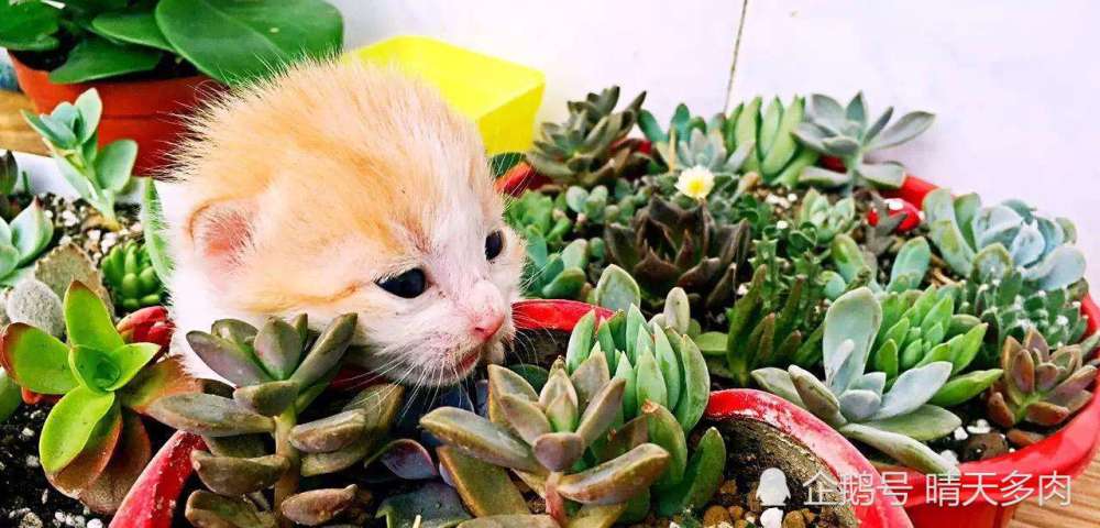 谁说猫是多肉植物成长路上的绊脚石 一组美图 定格猫与多肉的美好瞬间 腾讯新闻