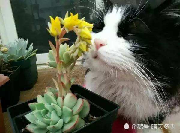 谁说猫是多肉植物成长路上的绊脚石 一组美图 定格猫与多肉的美好瞬间 腾讯新闻