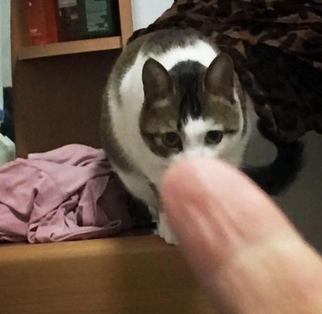 千万不要对猫竖中指，你一定会后悔，但如果真想竖，可以选择橘猫_腾讯新闻