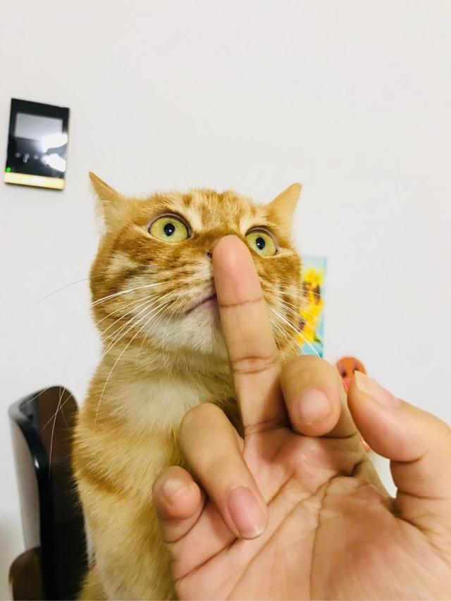 千万不要对猫竖中指，你一定会后悔，但如果真想竖，可以选择橘猫_腾讯新闻