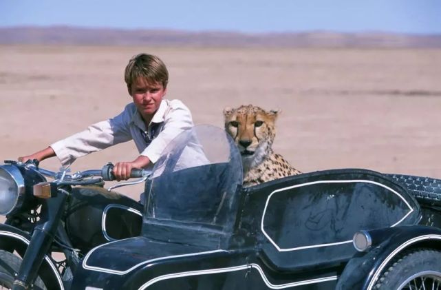 第二类:经典纪录片《大猫日记》199673 观影指南:爱奇艺 73bbc