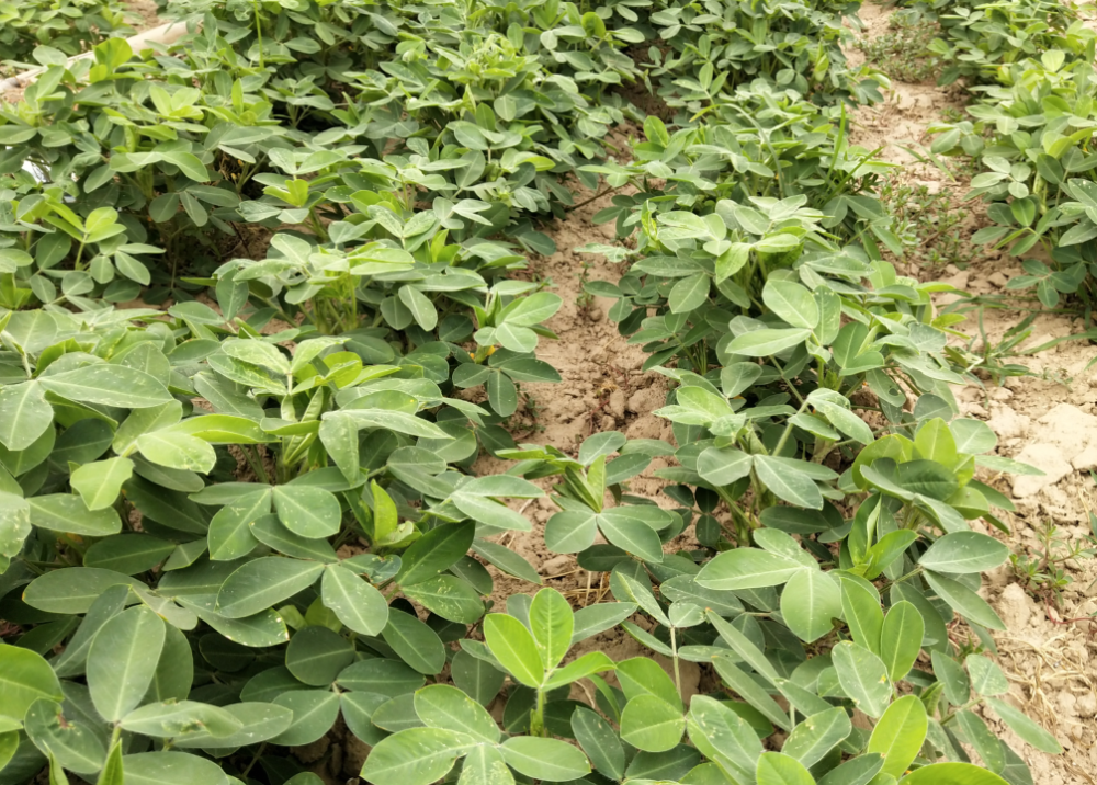 花生產量上不去你想過是不正確播種引起的嗎如何播種更高產