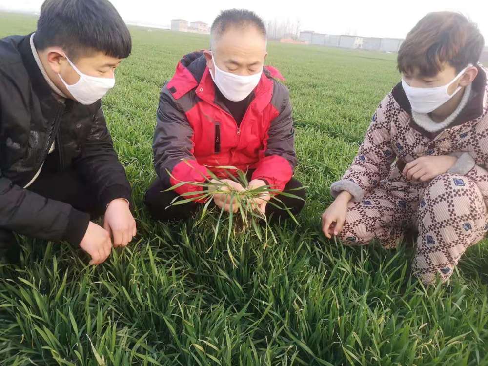 正月初七,河南省商水县发达高产种植合作社20名机手带着口罩,驾驶播种