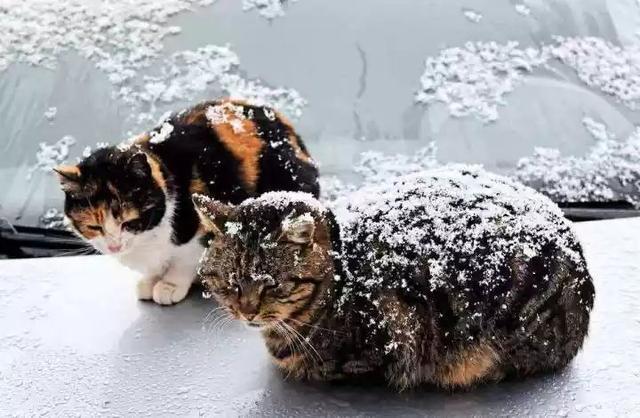 这个冬天很冷，请关怀一下路边流浪猫，也许这些猫咪刚被遗弃(图4)