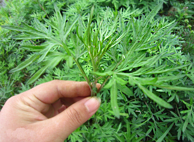 艾蒿子百科词条记载:艾全草入药,有温经,祛湿,散寒,止血,消炎,平喘