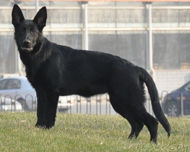 你对东德牧羊犬了解多少 是否被东德牧羊犬的魅力所吸引 腾讯新闻