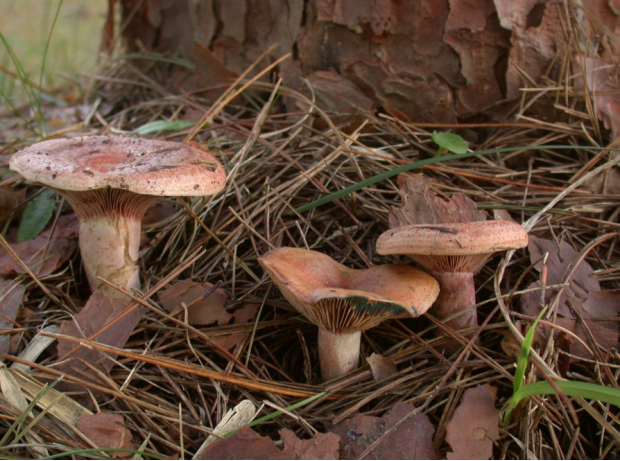 针叶林下的野生枞菌整体外观枞菌菌盖沾水后会变粘手枞菌菌褶颜色细节