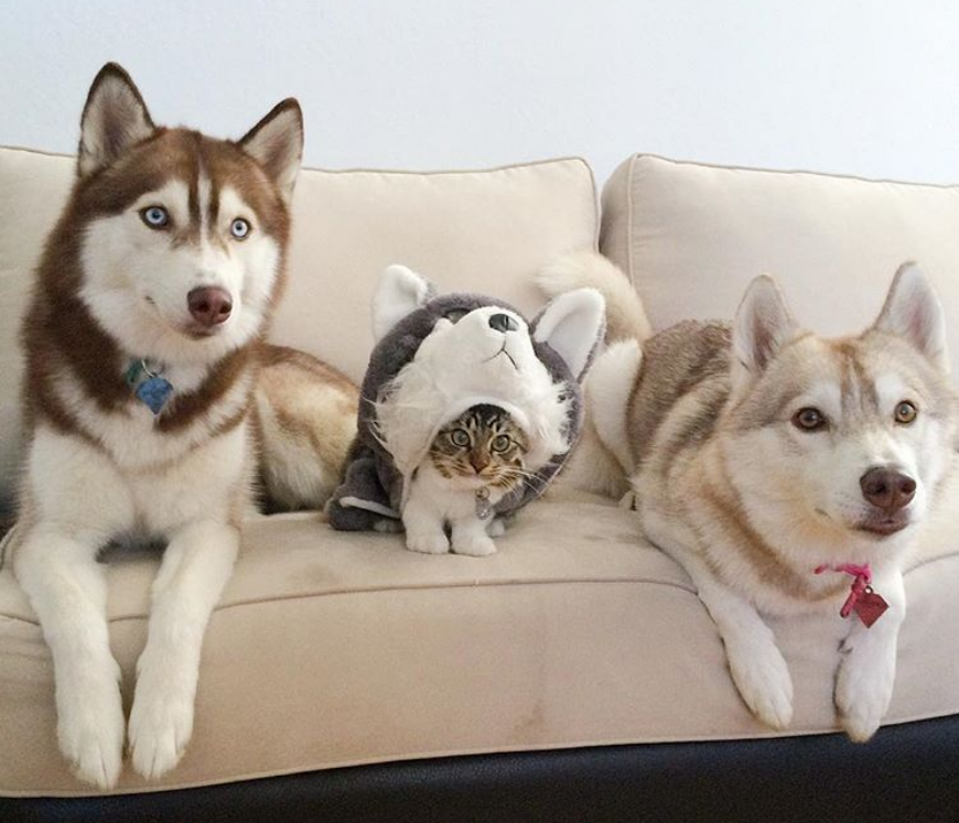 小猫认为自己是 二哈 既爱散步还掐架 二哈妈妈却不再拆家了 腾讯新闻