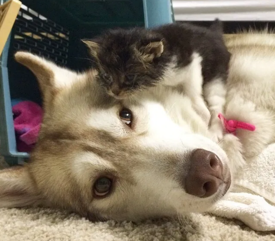 小猫认为自己是 二哈 既爱散步还掐架 二哈妈妈却不再拆家了 腾讯新闻