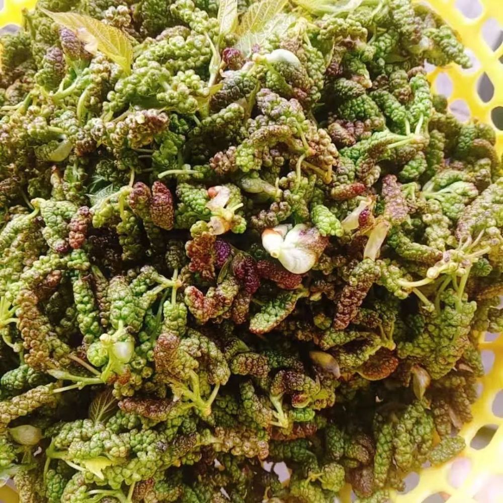 文山百味 春来野菜赛人参 马桑花这样吃 清热解腻又营养 腾讯新闻