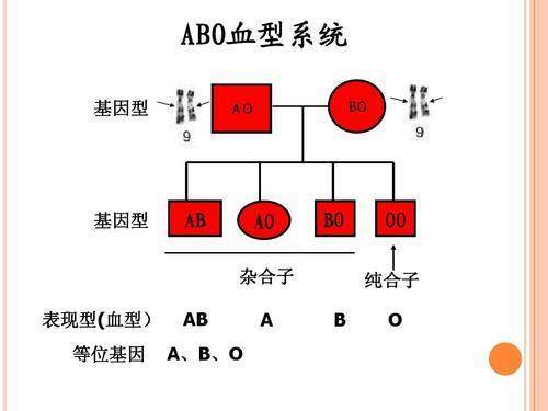 A型血和b型血父母 生出o型血孩子 可为什么科学家说是亲生的 腾讯新闻