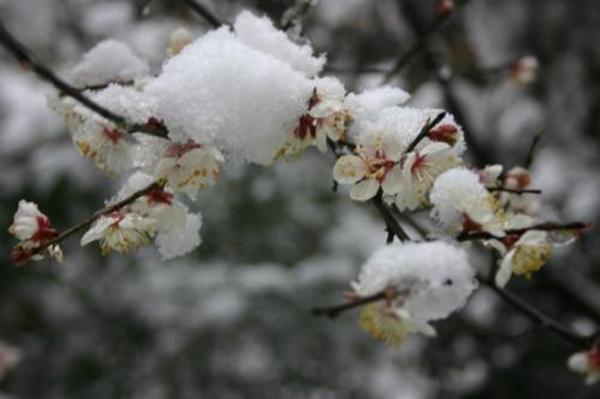 雪中梅花 日暮诗成天又雪 与梅并作十分春 腾讯新闻