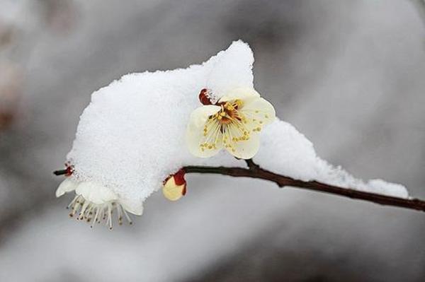 雪中梅花 日暮诗成天又雪 与梅并作十分春 腾讯新闻