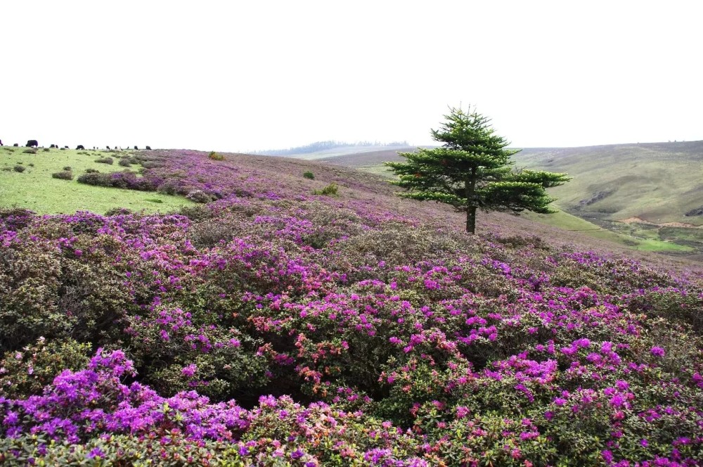 三江並流風景區花香引人沉醉無與倫比的高山花園