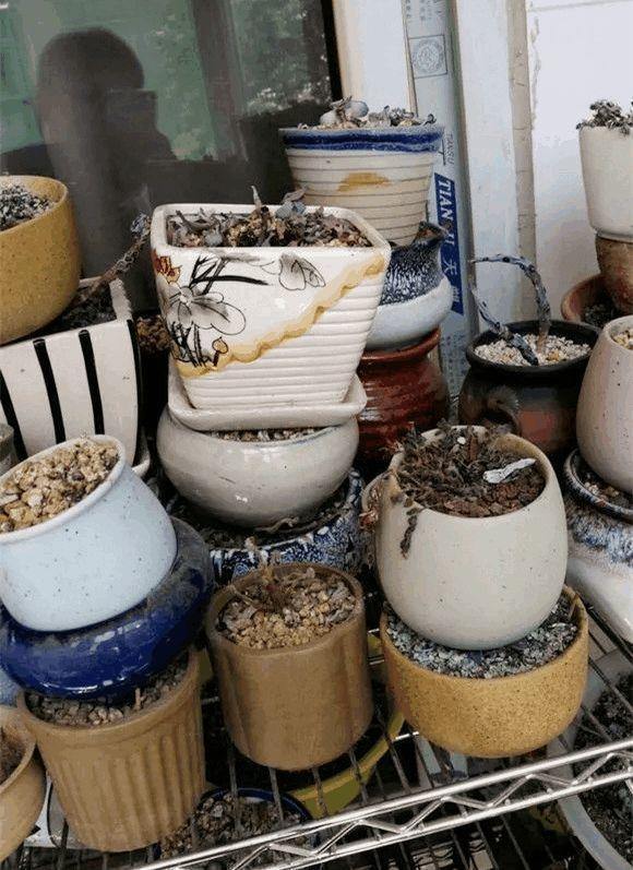 过了冬天,家里多肉"变空盆",5个"错误"很多人都犯了