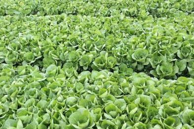 官宣 抗疫期间蔬菜生产的 四抢 意见汇总 附四种快生菜的栽培技术 腾讯新闻