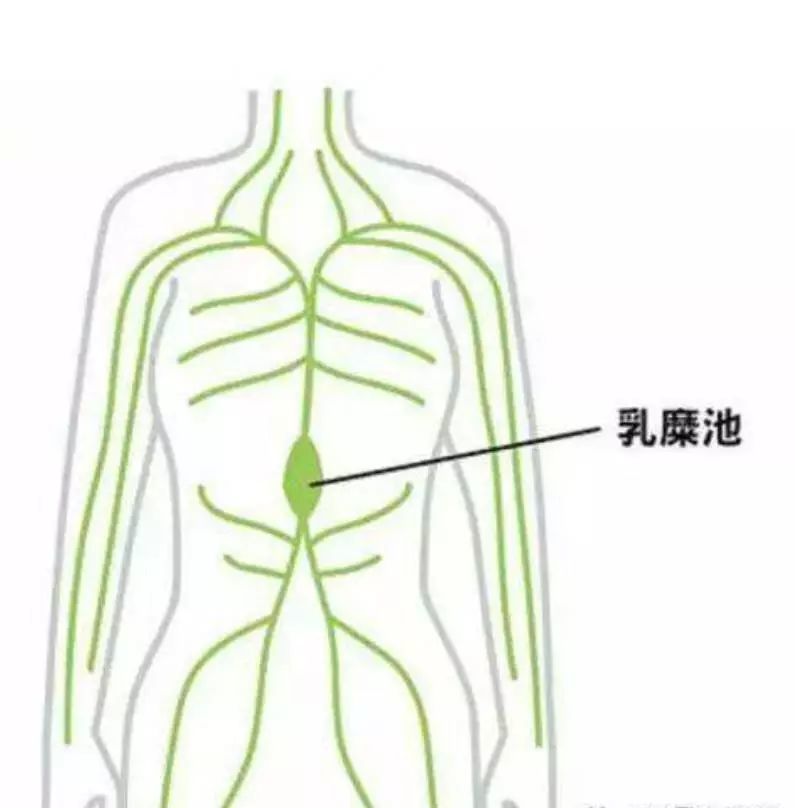乳糜池(见图5)是胸导管起始端呈囊状膨大的部分,位于第1腰椎的前面,是