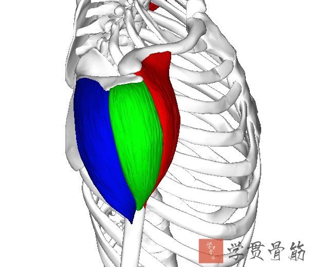 止點:肱骨三角肌粗隆起點:前束至鎖骨外側1/3;中束至肩峰外側緣;後束
