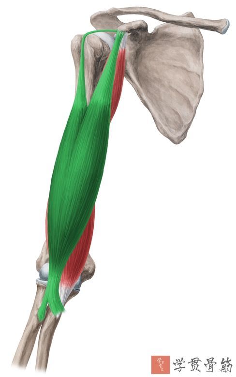 骨科基础上臂局部解剖