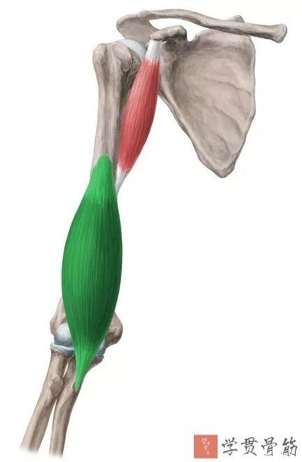 尺骨粗隆及冠突前起点:肱骨前侧远端肱肌(brachialis)神经支配:肌皮