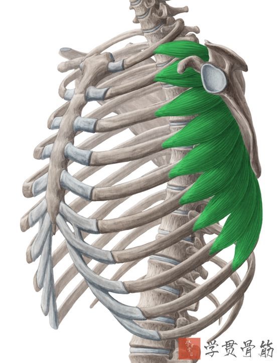 幫助肩胛骨伸展,將肩部向下向前拉神經支配:鎖骨下神經c5-c6胸鎖乳突