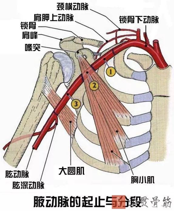 下緣之間:胸肩峰動脈,胸外側動脈第3段:位於胸小肌下緣至大圓肌下緣